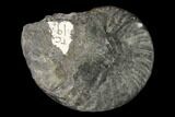 Triassic Fossil Ammonite (Gymnotoceras) - Nevada #162622-1